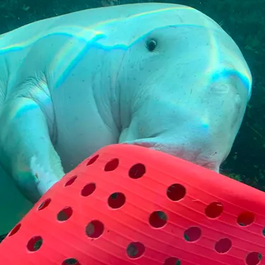 Pig Dugong playing toys