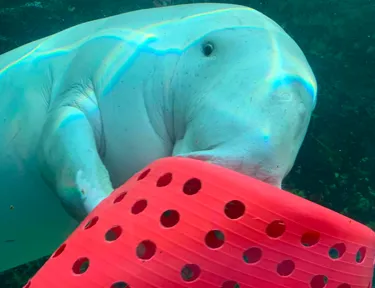 Pig Dugong playing toys