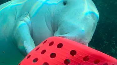 Pig Dugong playing toys
