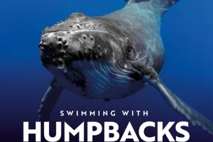 Webgraphic 700X500 VR Swimmingwithhumpbacks