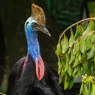 Aussie Animal Passport Animal Cassowary (1)