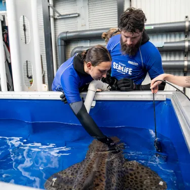 Aquarists Monitor Zimba, Post Procedure SEA LIFE Sydney Aquarium