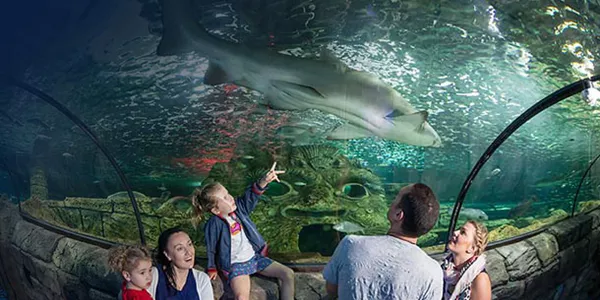 Watch Sharks at SEA LIFE Sydney Aquarium
