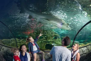 Watch Sharks at SEA LIFE Sydney Aquarium