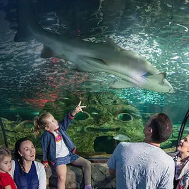 Watch Sharks at SEA LIFE Sydney Aquarium