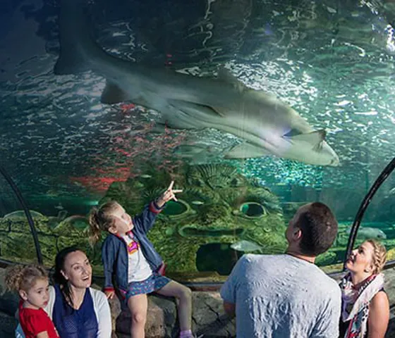 Watch Sharks at SEA LIFE Sydney Aquarium