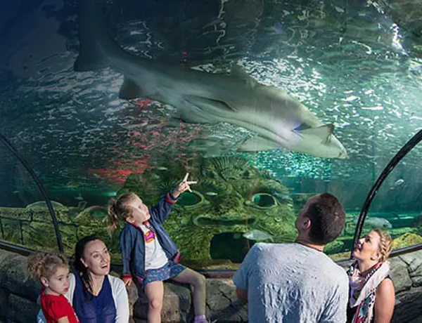 Watch Sharks at SEA LIFE Sydney Aquarium