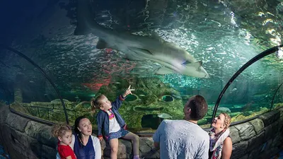 Watch Sharks at SEA LIFE Sydney Aquarium