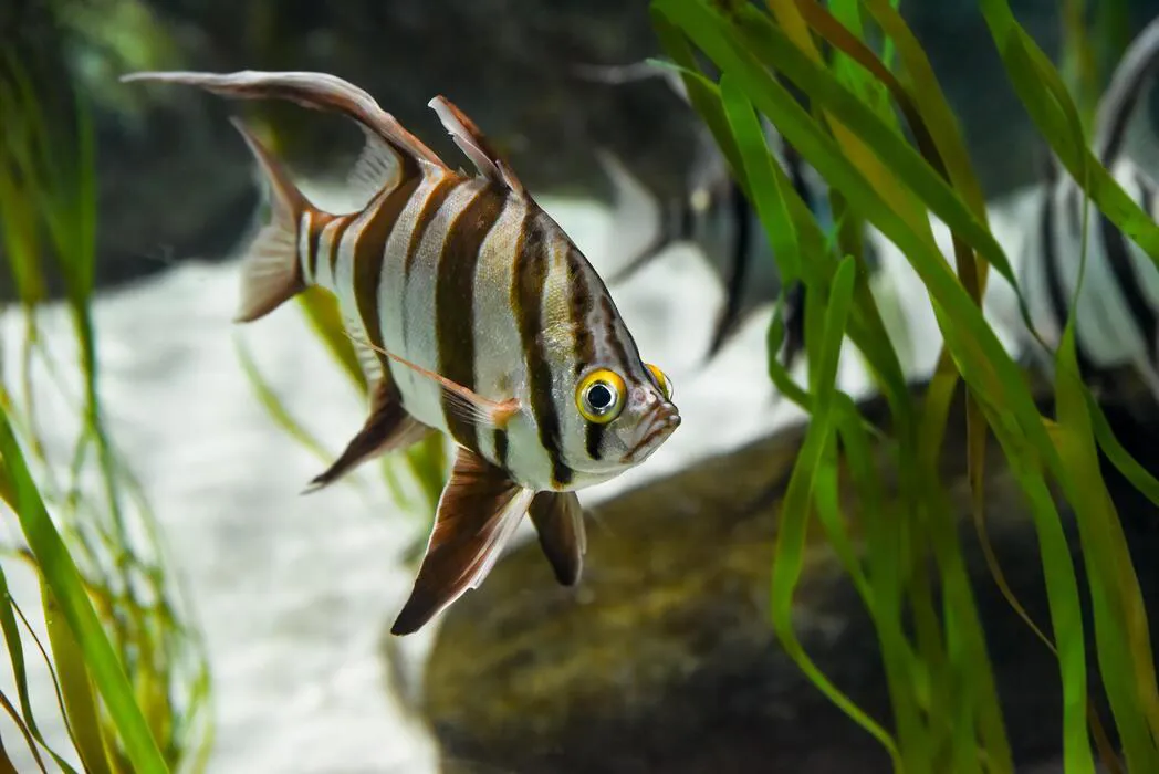 Enoplosus Armatus Known As Old Wife Fish Distinctive Stripes And Long Graceful Fins