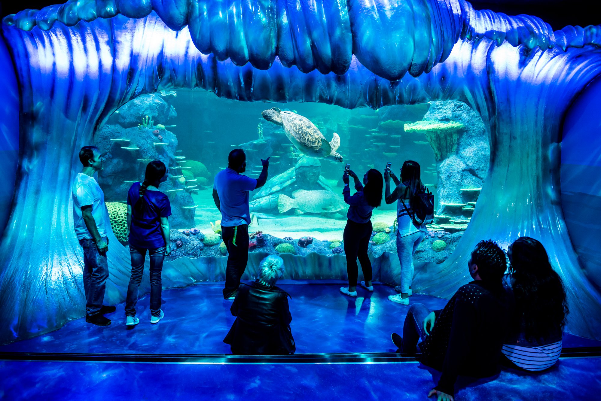 Guests looking the sea animals in the aquarium, particularly at the turtle swimming in front at SEA LIFE Sydney. 