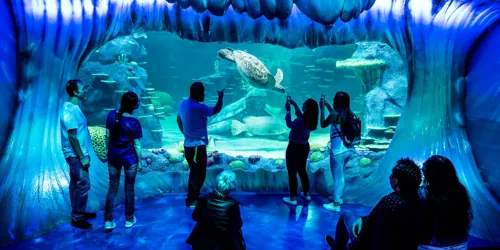 Guests looking the sea animals in the aquarium, particularly at the turtle swimming in front at SEA LIFE Sydney. 