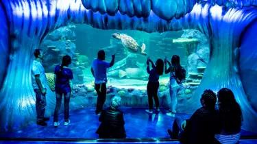 Guests looking the sea animals in the aquarium, particularly at the turtle swimming in front at SEA LIFE Sydney.
