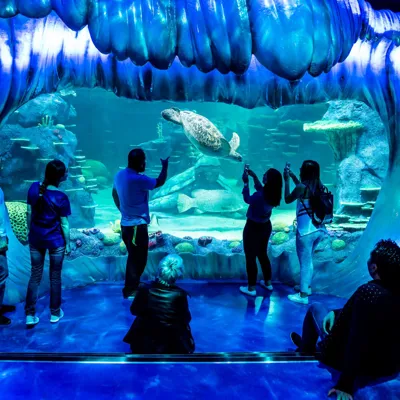 Guests looking the sea animals in the aquarium, particularly at the turtle swimming in front at SEA LIFE Sydney.