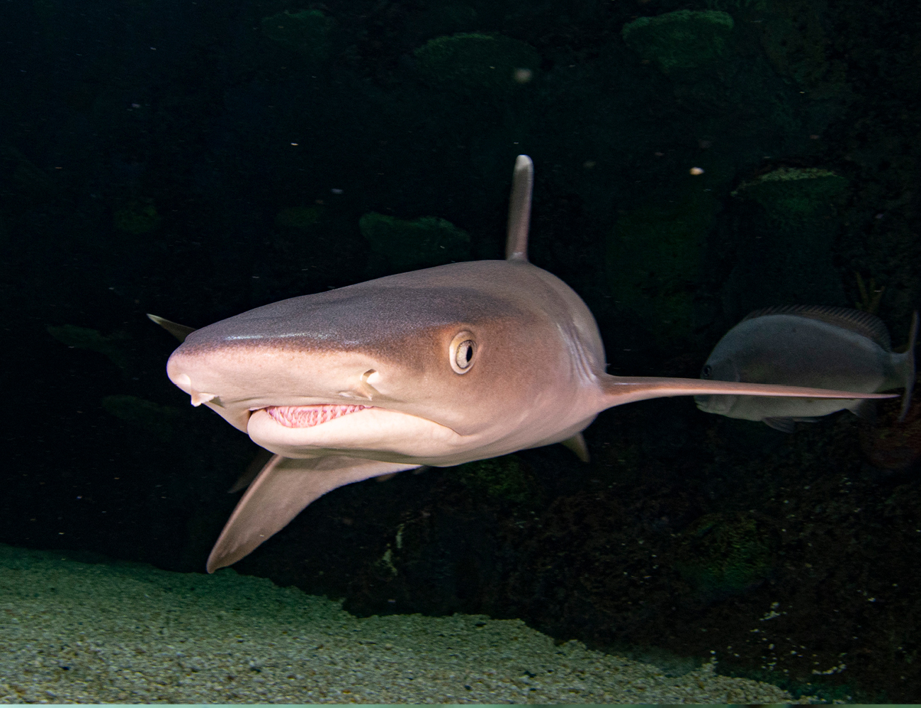 Whitetip Reef Shark at SEA LIFE Sydney