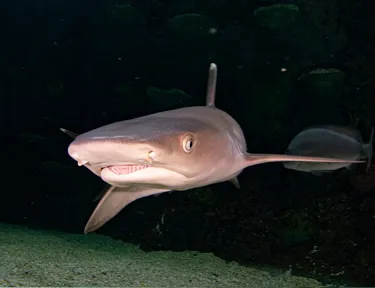 Whitetip Reef Shark at SEA LIFE Sydney