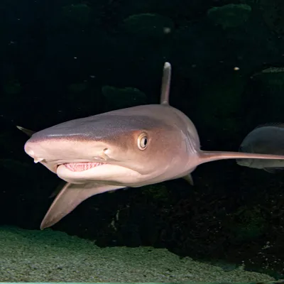 Whitetip Reef Shark at SEA LIFE Sydney