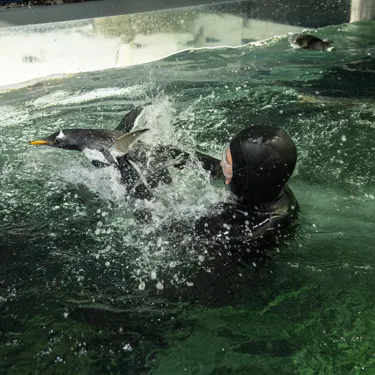Goose Finding His Flippers Supported By Penguin Supervisor, Renee Howell SEA LIFE Sydney Aquarium