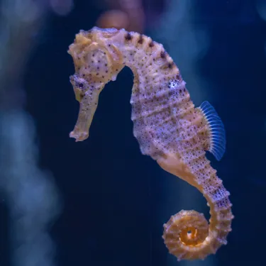 Aussie Animal Passport Animal Seahorse (1)