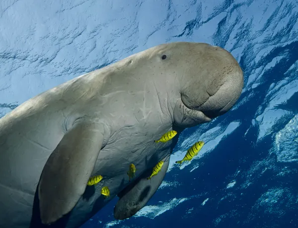 Aussie Animal Passport Animal Dugong