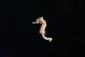 Captive Bred Baby White's Seahorse SEA LIFE Sydney Aquarium 3