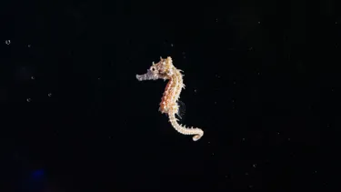 Captive Bred Baby White's Seahorse SEA LIFE Sydney Aquarium 3