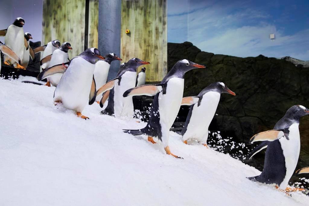 Gentoo Penguins Running at Sea Life Sydney