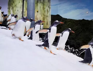 Gentoo Penguins Running