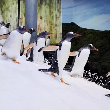 Gentoo Penguins Running at Sea Life Sydney