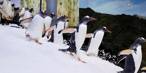 Gentoo Penguins Running