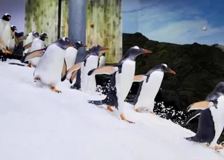 Gentoo Penguins Running at Sea Life Sydney