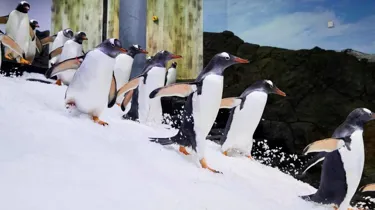 Gentoo Penguins Running at Sea Life Sydney