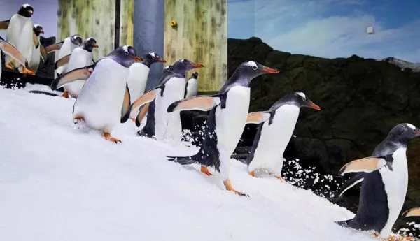 Gentoo Penguins Running at Sea Life Sydney