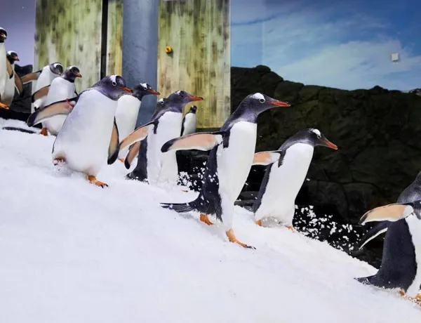 Gentoo Penguins Running at Sea Life Sydney