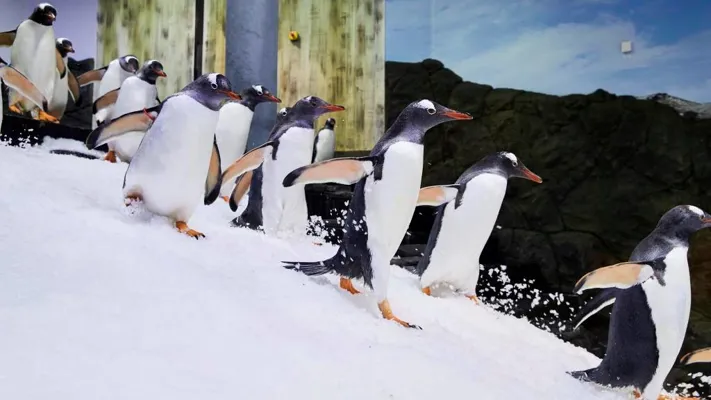 Gentoo Penguins Running at Sea Life Sydney