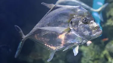 Diamond Trevally