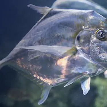 Diamond Trevally