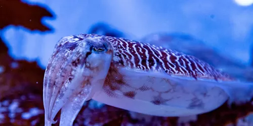 Cuttlefish2