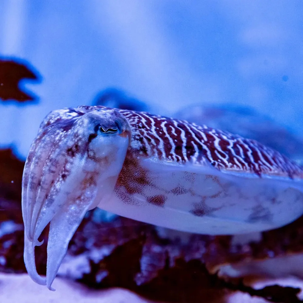 Cephalopods - Octopus & Cuttlefish | SEA LIFE Sydney Aquarium