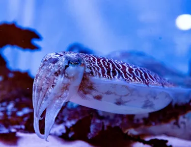 Cuttlefish2
