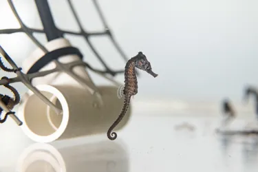 SLS Seahorsesbts 5924 Benholgate