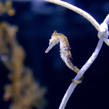 Endangered species - The White’s Seahorses at SEA LIFE Sydney Aquarium