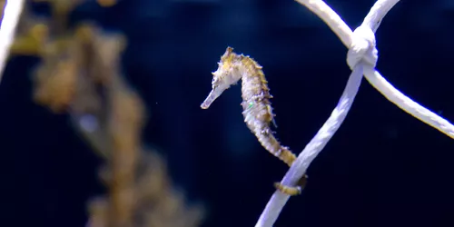 Endangered species - The White’s Seahorses at SEA LIFE Sydney Aquarium