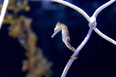 Endangered species - The White’s Seahorses at SEA LIFE Sydney Aquarium