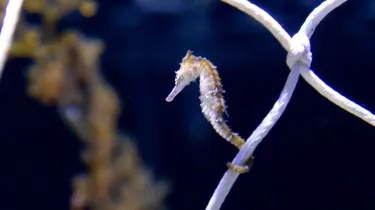 Endangered species - The White’s Seahorses at SEA LIFE Sydney Aquarium