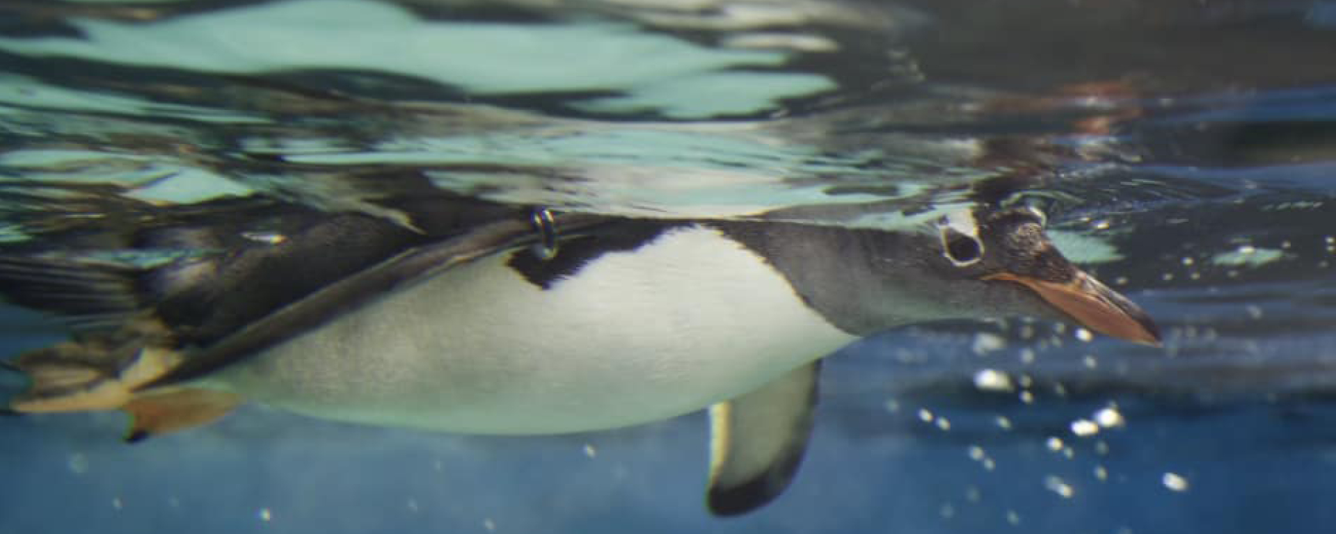 Penguin In Water