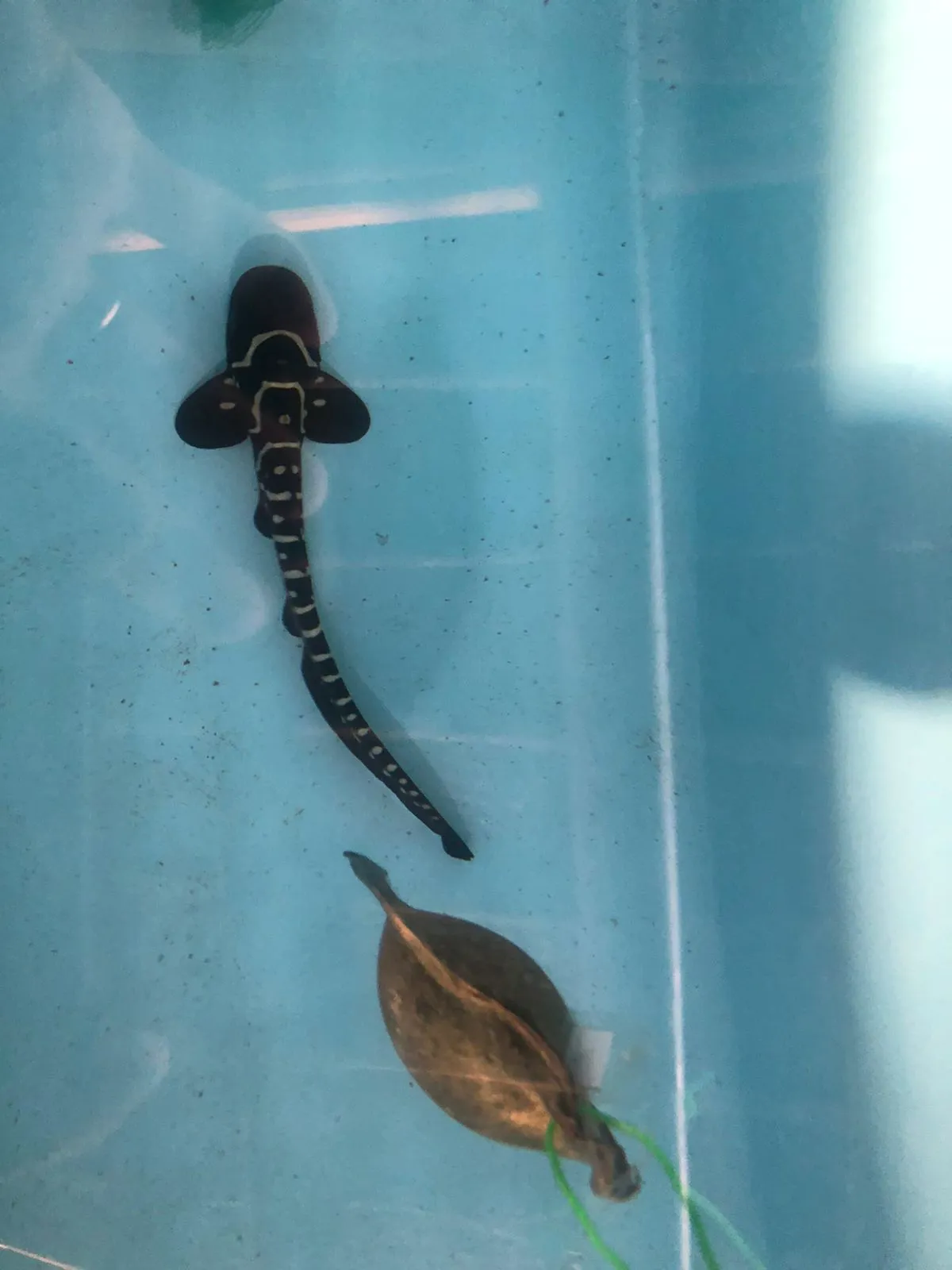 First Sydney Bred Zebra Shark 'Audrey' Hatches at Nursery on Kri Island