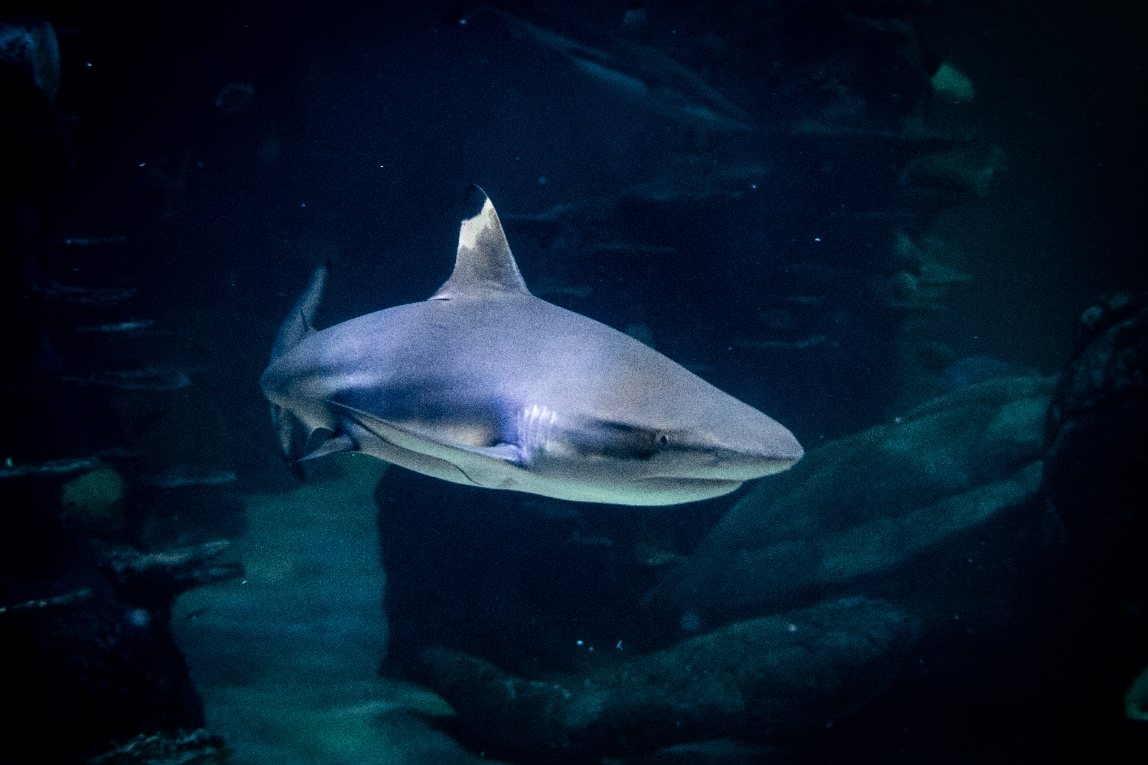 See our Blacktip Sharks before seeing the lights of Vivid Sydney