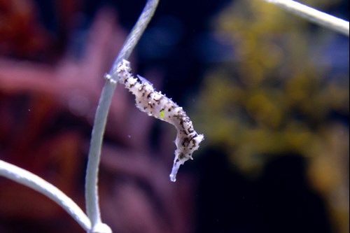 check out the seahorses at SEA LIFE Sydney