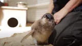 Baby Little Penguin