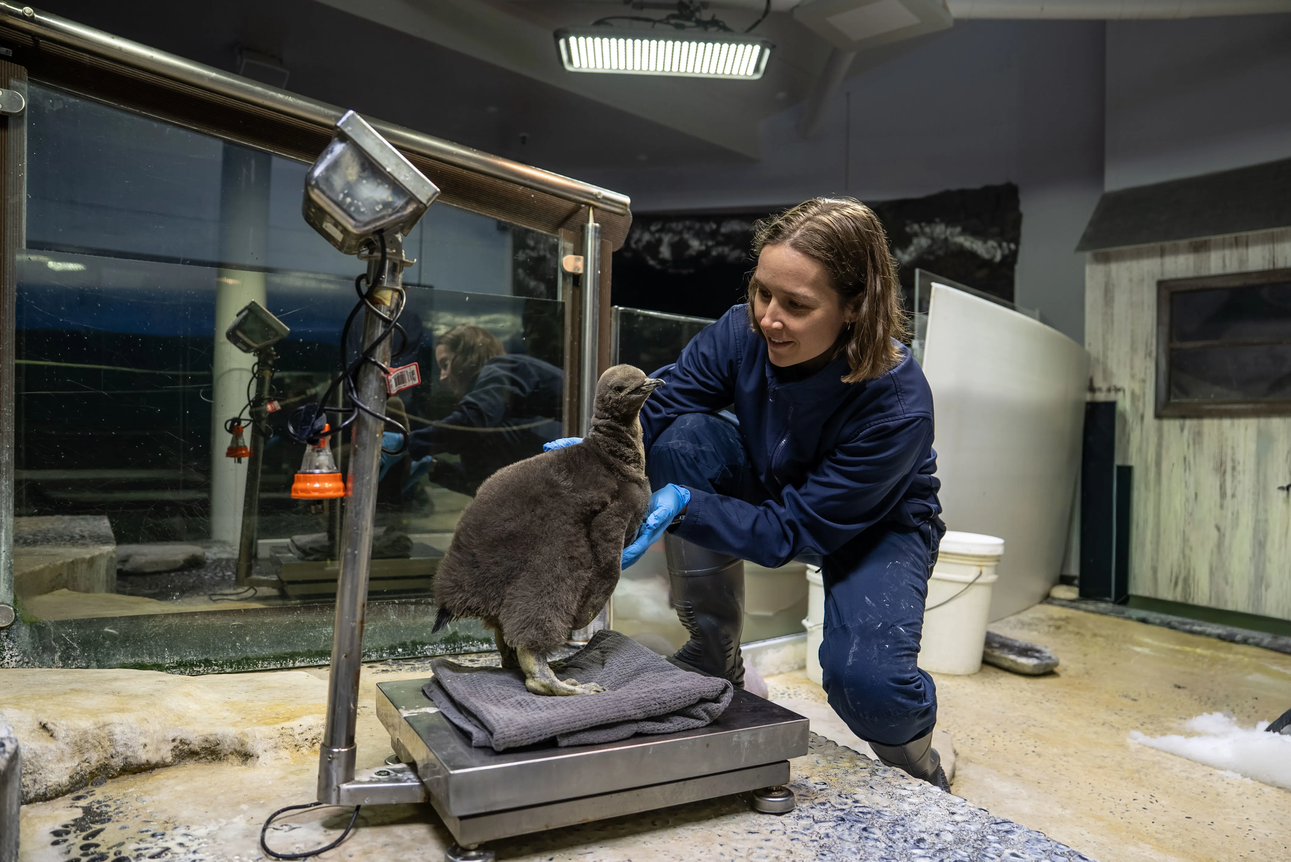 SLS Kingpenguinchick 22